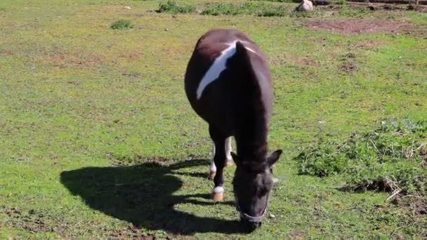 Ein Pony läuft auf einem grünen Rasen und frisst Gras. — Stockvideo