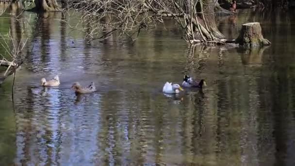 Ducks swim in the pond on a sunny day. — Stock Video