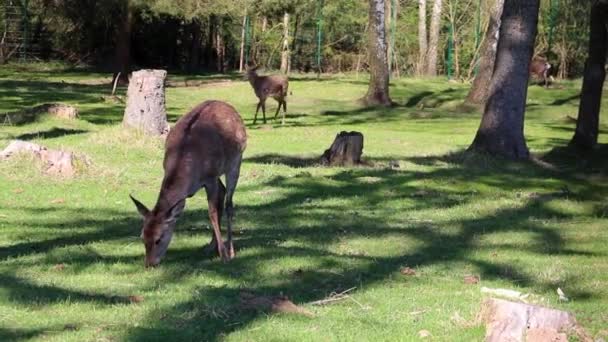 Le cerf de Sika se tient à la lisière de la forêt et mange de l'herbe.
