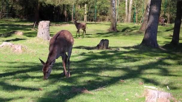 Le cerf de Sika se tient à la lisière de la forêt et mange de l'herbe. — Video