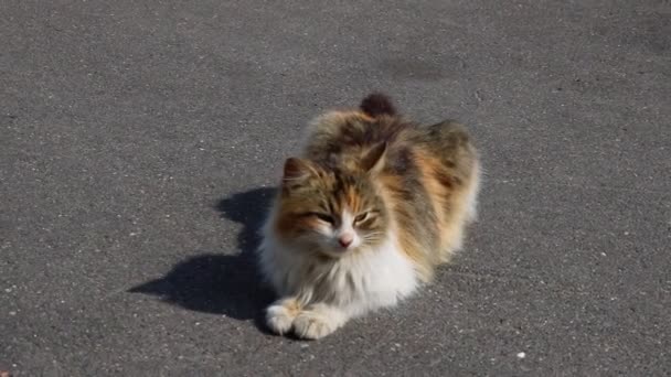 Le chat se trouve sur la route et regarde attentivement.