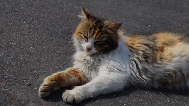 Le chat se trouve sur la route. Il ouvre grand la bouche et montre ses dents.