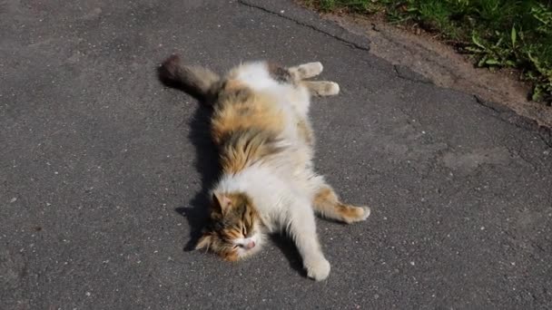 Mały kot słodkie zwierzę leżące na ulicy. — Wideo stockowe