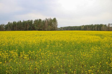 Sarı tecavüz, kolza tohumu ya da kanola tarlası. Seçici odak