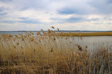 Ön planda mavi bir gölün arka planına karşı sazlıklar var. Odaklanamıyorum