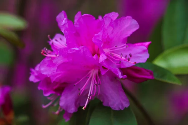 Foto Close Lindo Rhododendron Rosa Foco Seletivo — Fotografia de Stock
