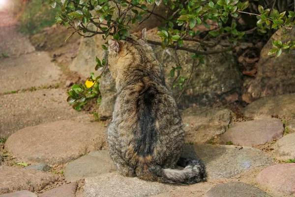 Hermoso Gato Doméstico Está Sentado Una Piedra Tomando Sol Día — Foto de Stock