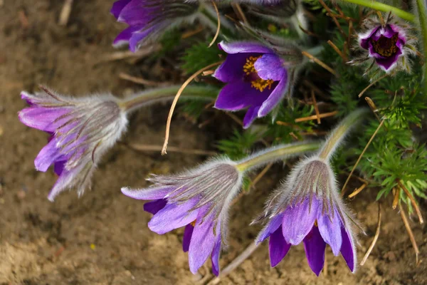 Blommor Saffran Samling Krokus Sativus Selektiv Inriktning — Stockfoto