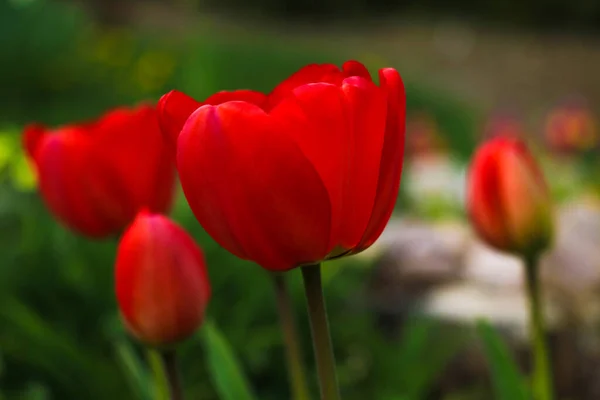 Tulipes Rouges Gros Plan Dans Jardin Concentration Sélective — Photo