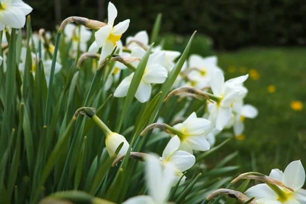 花园中的白花水仙 有选择的重点 — 图库照片