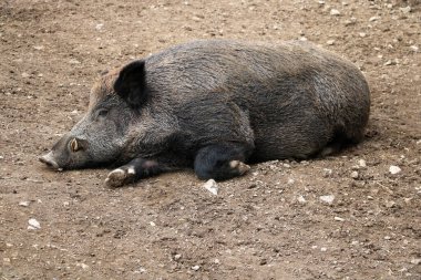 Yaban domuzu yerde yatıyor. Seçici odak