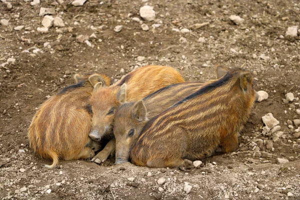 Red Small Wild Boar Pig Lies Ground — Stock Photo, Image