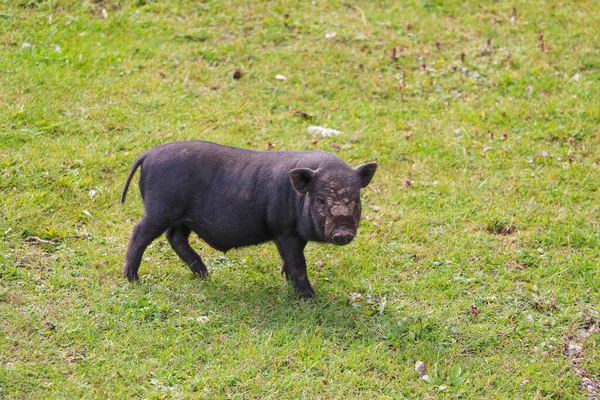 Small Undersized Black Pig Green Lawn Selective Focus — Stock Photo, Image