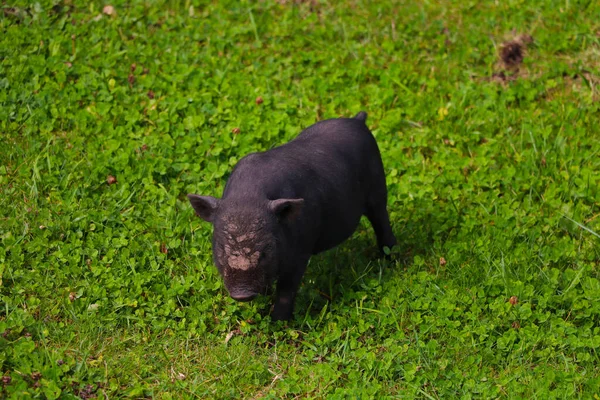 Small Undersized Black Pig Green Lawn Selective Focus — Stock Photo, Image