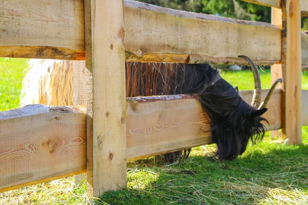 Koza Zjada Zieloną Trawę Parku Skupienie Selektywne — Zdjęcie stockowe