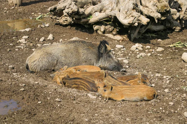 Wild Big Boar Lies Ground Selective Focus — Stock Photo, Image