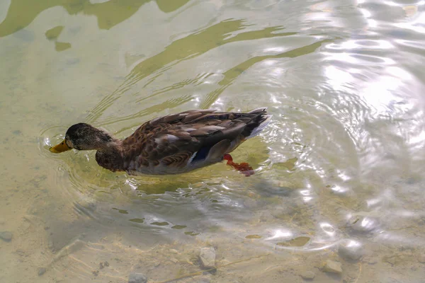 Portrait d'une femelle de canard sur l'eau. — Photo