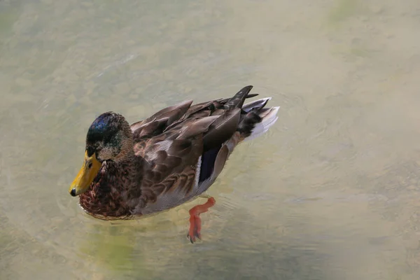 Eine Ente schwimmt an einem sonnigen Tag im klaren Wasser. Wildtiere. Selektiver Fokus. — Stockfoto