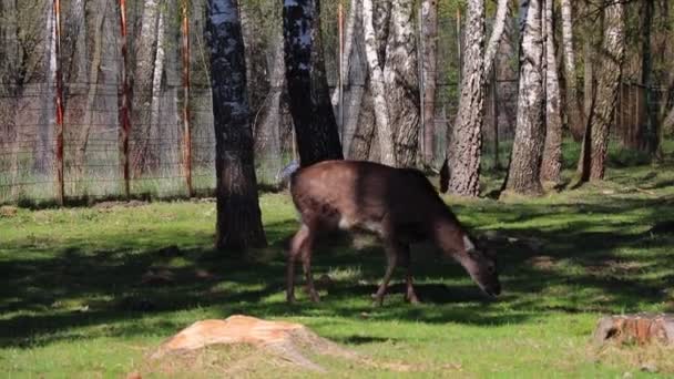 Le cerf de Sika mange de l'herbe verte dans une clairière.