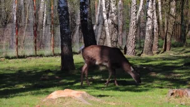 Sika Hert Eet Groen Gras Een Open Plek — Stockvideo