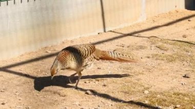 Küçük bir sülün kumda yürüyor ve yiyecek arıyor..