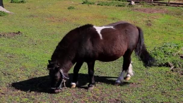 小马在青草地上散步 — 图库视频影像