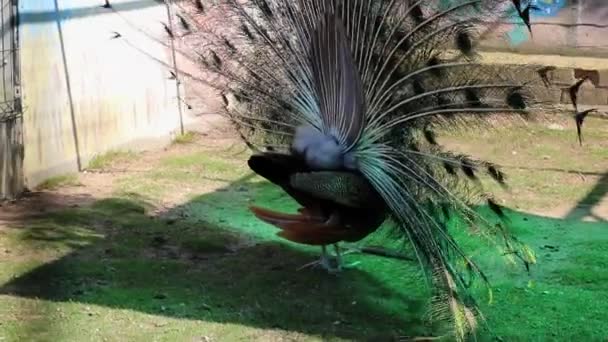 Peacock Απέρριψε Μια Μεγάλη Όμορφη Ουρά Μια Ηλιόλουστη Μέρα — Αρχείο Βίντεο