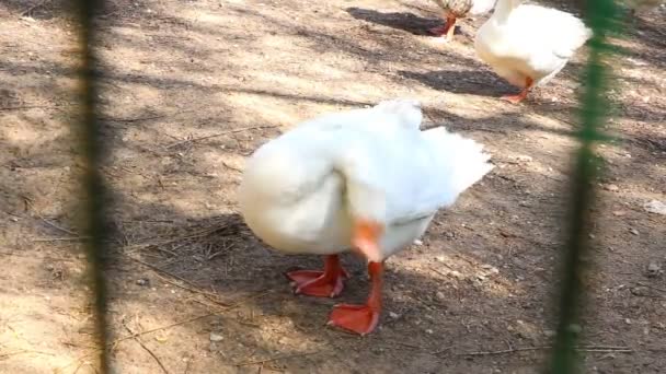 White Large Goose Standing Sun Washing Itself Pets — Stock Video