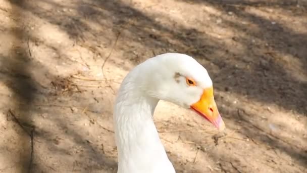 Beautiful White Goose Close Basking Sun Pets — Stock Video