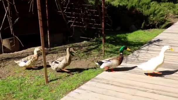 Kaczki Chodzą Trawniku Jeden Drugim Zwierzęta Domowe — Wideo stockowe