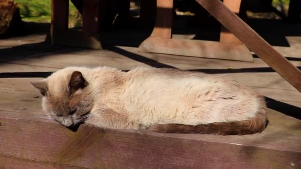 Μια Γκρίζα Γάτα Ξαπλώνει Μια Ξύλινη Βεράντα Και Απολαμβάνει Τον — Αρχείο Βίντεο