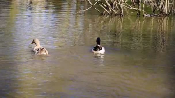 Two Ducks Swim Water Bask Sun — Stock Video
