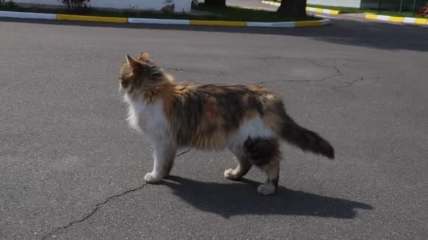 Vacker Herrelös Katt Står Och Tittar Fjärran — Stockvideo