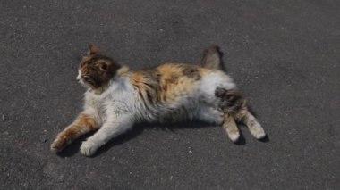 Kedi kaldırımda uzanıyor ve esniyor..
