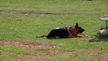 Alman çoban köpeği çimenlerde yatar ve bir kemiği kemirir..