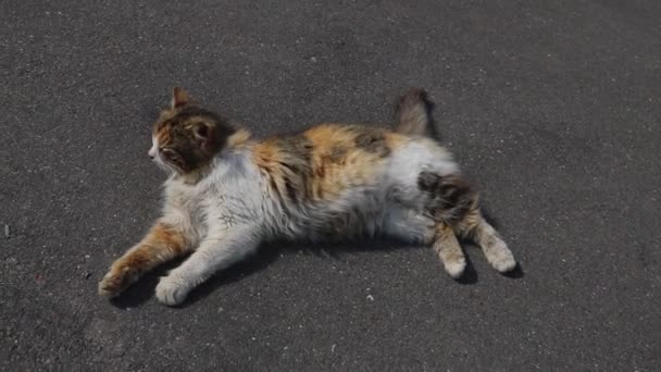 Le chat se trouve sur le trottoir et bâille.