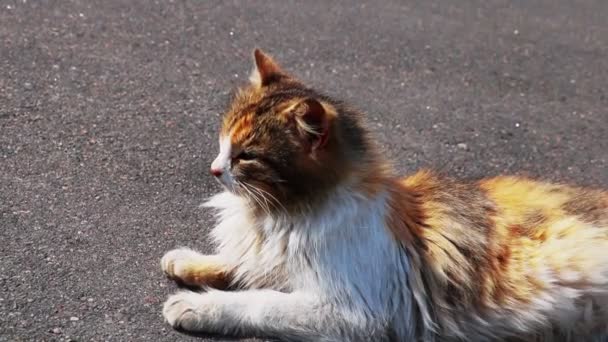 Kot Leży Drodze Uważnie Się Rozgląda — Wideo stockowe
