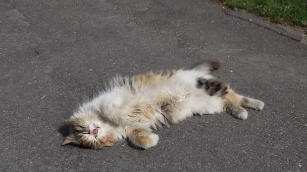 Chat sans abri se trouve sur la route et se prélasse au soleil.