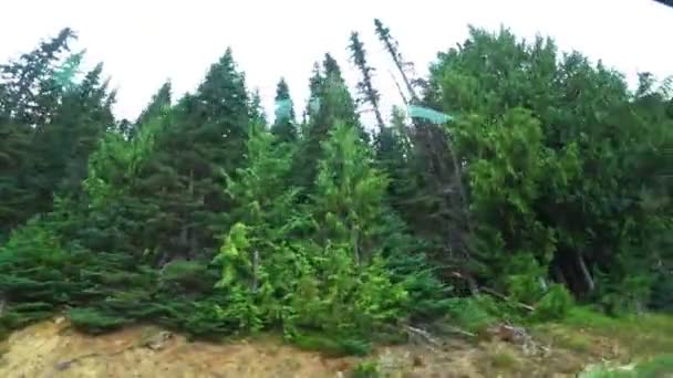 Hareket Halindeki Bir Arabadan Uzun Yeşil Bir Orman Manzarası — Stok video