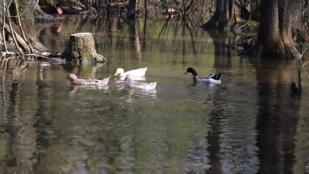 Ducks Swim Small Pond Clear Sunny Day — Stock Video