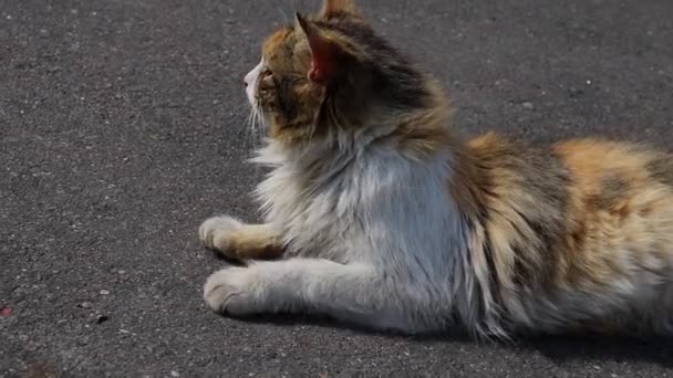 Un chat errant se trouve sur le trottoir et respire souvent. Chaud, clair jour.