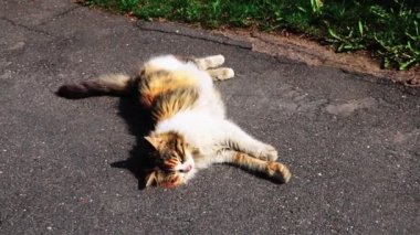 Güzel bir kedi kaldırımda uzanıyor ve güneşin tadını çıkarıyor..
