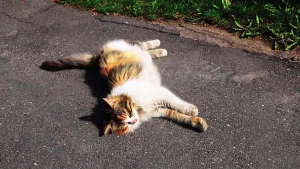 Un beau chat se trouve sur le trottoir et se prélasse au soleil.