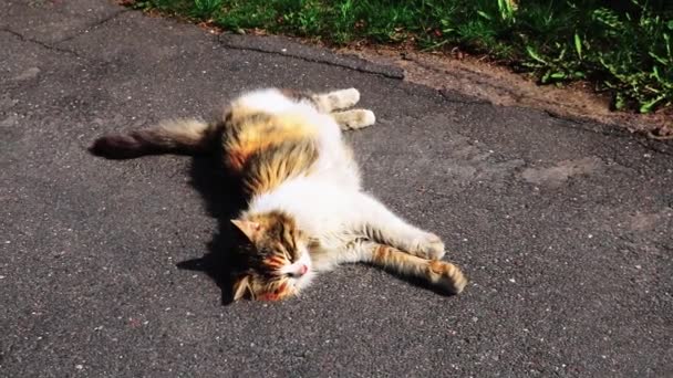 Güzel Bir Kedi Kaldırımda Uzanıyor Güneşin Tadını Çıkarıyor — Stok video