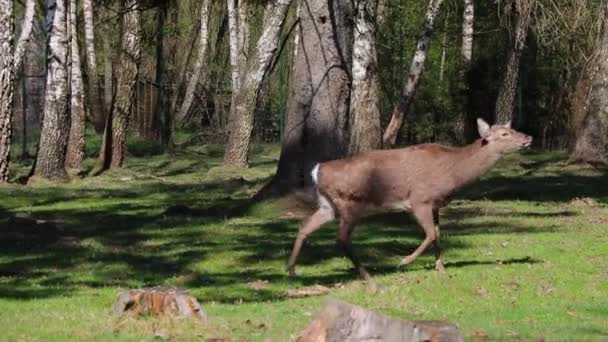 Herten Lopen Het Gazon Verstoppen Voor Zon Schaduw Wilde Natuur — Stockvideo