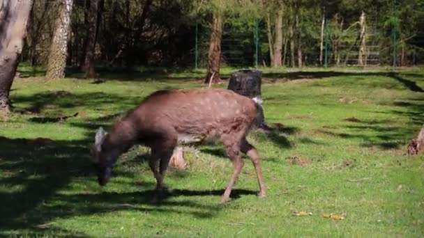 芝の上で緑の草を食べる鹿 — ストック動画