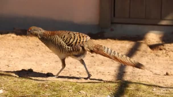 Small Pheasant Walks Sand Looks Food — Stock Video