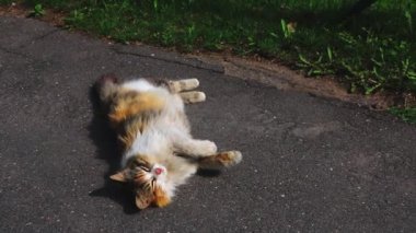 Kedi kaldırımda uzanıyor ve esniyor..