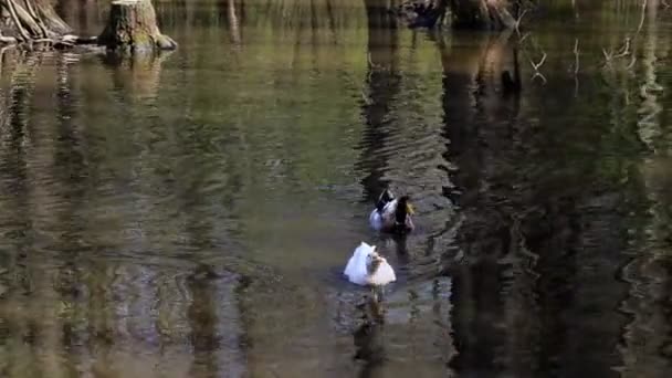 Ducks Swim Pond Sunny Day — Stock Video