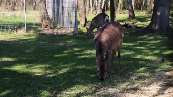 Rolig Sika Rådjur Står Vid Kanten Skogen Och Tittar Bort — Stockvideo